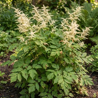Goatsbeard (Aruncus dioicus)