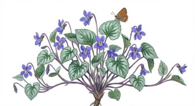 Prostrate Silver Violet (Viola walteri 'Silver Gem'), colorful illustration