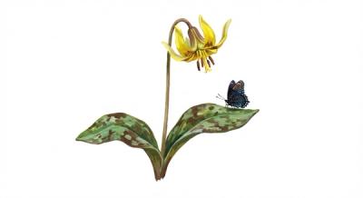 Trout Lily (Erythronium americanum), colorful illustration