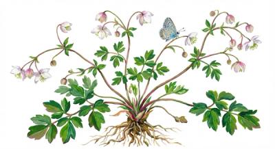Rue Anemone (Thalictrum thalictroides), colorful illustration