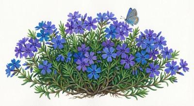 Moss Phlox (Phlox subulata 'Emerald Blue'), colorful illustration
