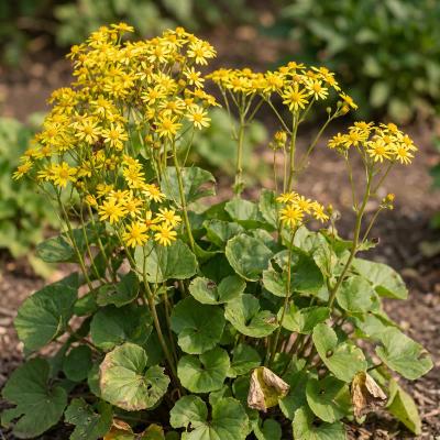 Golden Groundsel (Packera aureus)