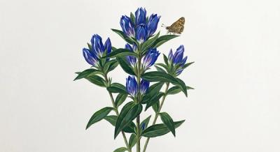 Bottle Gentian (Gentiana andrewsii), colorful illustration