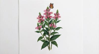 Turtlehead 'Hot Lips' (Chelone lyonii 'Hot Lips'), colorful illustration