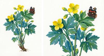 Wood Poppy (Stylophorum diphyllum), colorful illustration