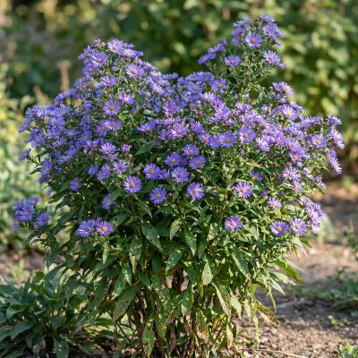 Aromatic Aster 'Raydon's Favorite' (Symphyotrichum oblongifolium 'Raydon's Favorite')
