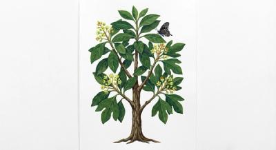 Sassafras (Sassafras albidum), colorful illustration