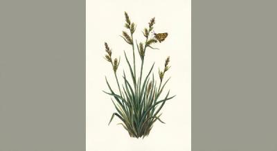 Wood's Sedge (Carex woodii), colorful illustration