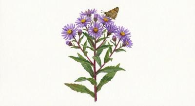 Purple-stem Aster (Symphyotrichum puniceum), colorful illustration