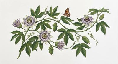 Passionvine (Passiflora incarnata), colorful illustration