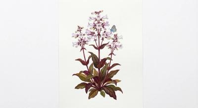Beardtongue (Penstemon digitalis 'Husker Red'), colorful illustration