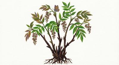 Yellowroot (Xanthorhiza simplicissima), colorful illustration