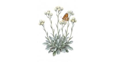 Field Pussytoes (Antennaria neglecta), colorful illustration