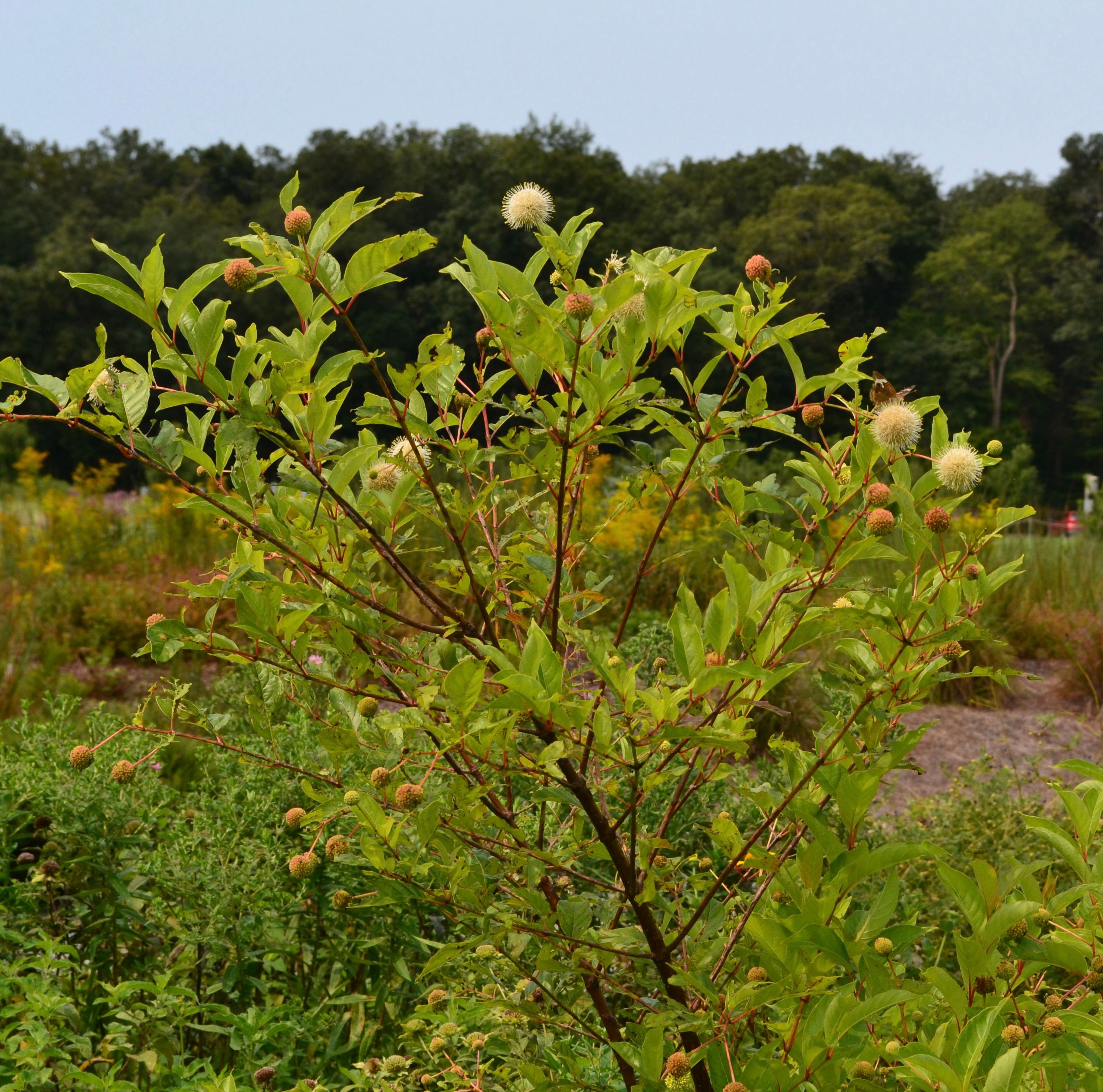 Buttonbush, additional view