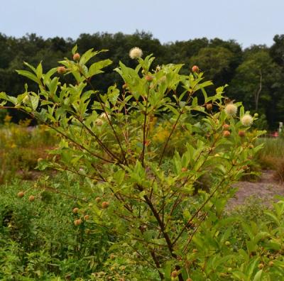 Buttonbush