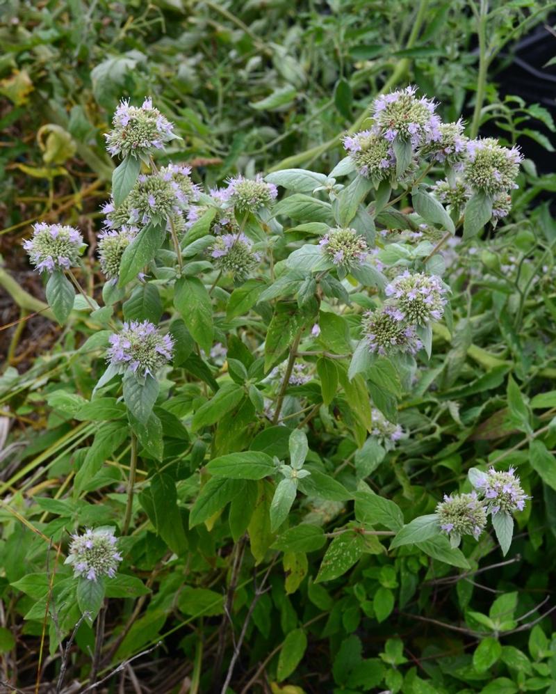 Hoary Mountain Mint