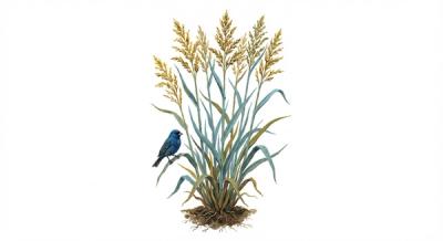 Indian Grass (Sorghastrum nutans), colorful illustration
