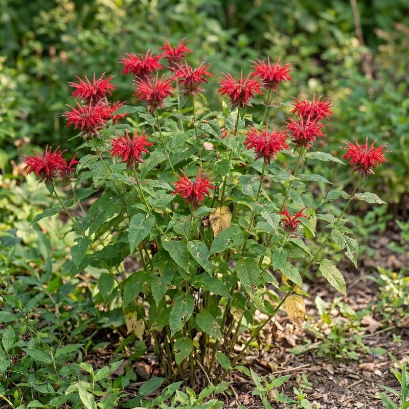 Bee Balm
