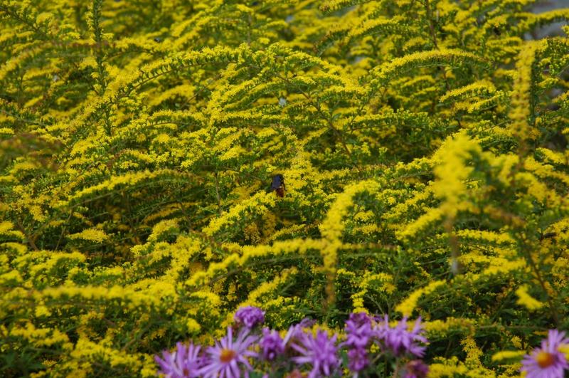 Roughleaf Goldenrod 'Fireworks'