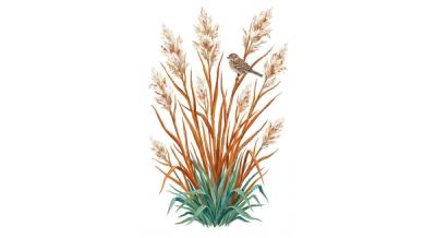 Broomsedge (Andropogon virginicus), colorful illustration