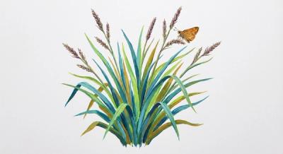 Blue Sedge (Carex laxiculmis), colorful illustration