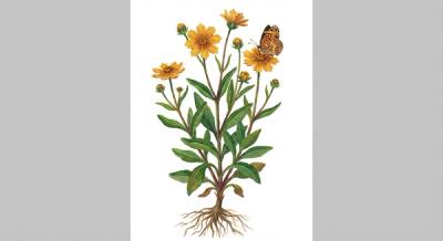 Star Tickseed (Coreopsis pubescens), colorful illustration