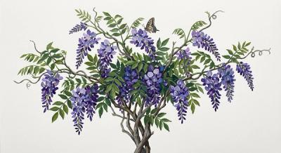 Wisteria, species (Wisteria frutescens), colorful illustration