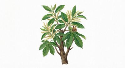 American Chestnut (Hybrid) (Castanea dentata), colorful illustration