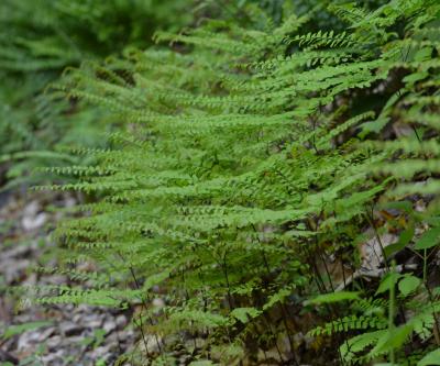 Maidenhair Fern