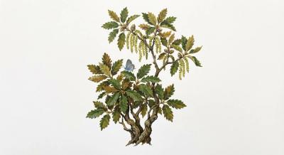 Dwarf Chinkapin Oak (Quercus prinoides), colorful illustration
