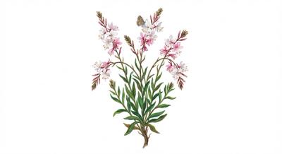 Beeblossom (Oenothera lindheimeri), colorful illustration