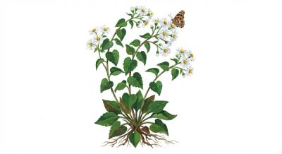 White Wood Aster 'Eastern Star' (Eurybia divaricata 'Eastern Star'), colorful illustration