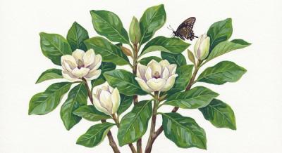 Bigleaf Magnolia (Magnolia macrophylla), colorful illustration