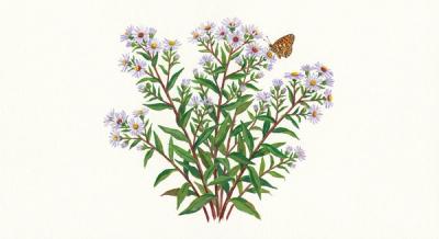 Calico Aster (Symphyotrichum lateriflorum), colorful illustration