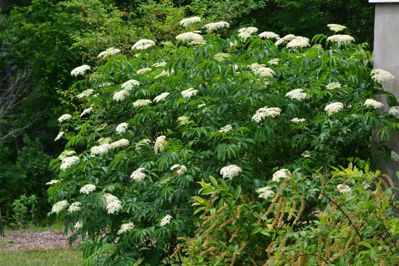 Elderberry