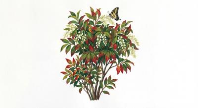 Sourwood (Oxydendrum arboreum), colorful illustration