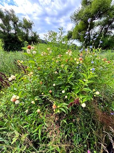Buttonbush