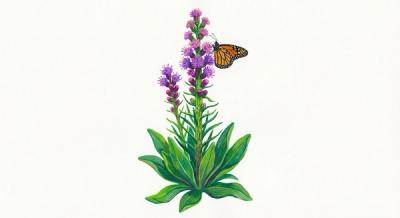 Rocky Mountain Blazing Star (Liatris ligulistylus), colorful illustration