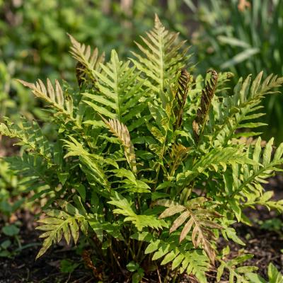 Sensitive Fern (Onoclea sensibilis)