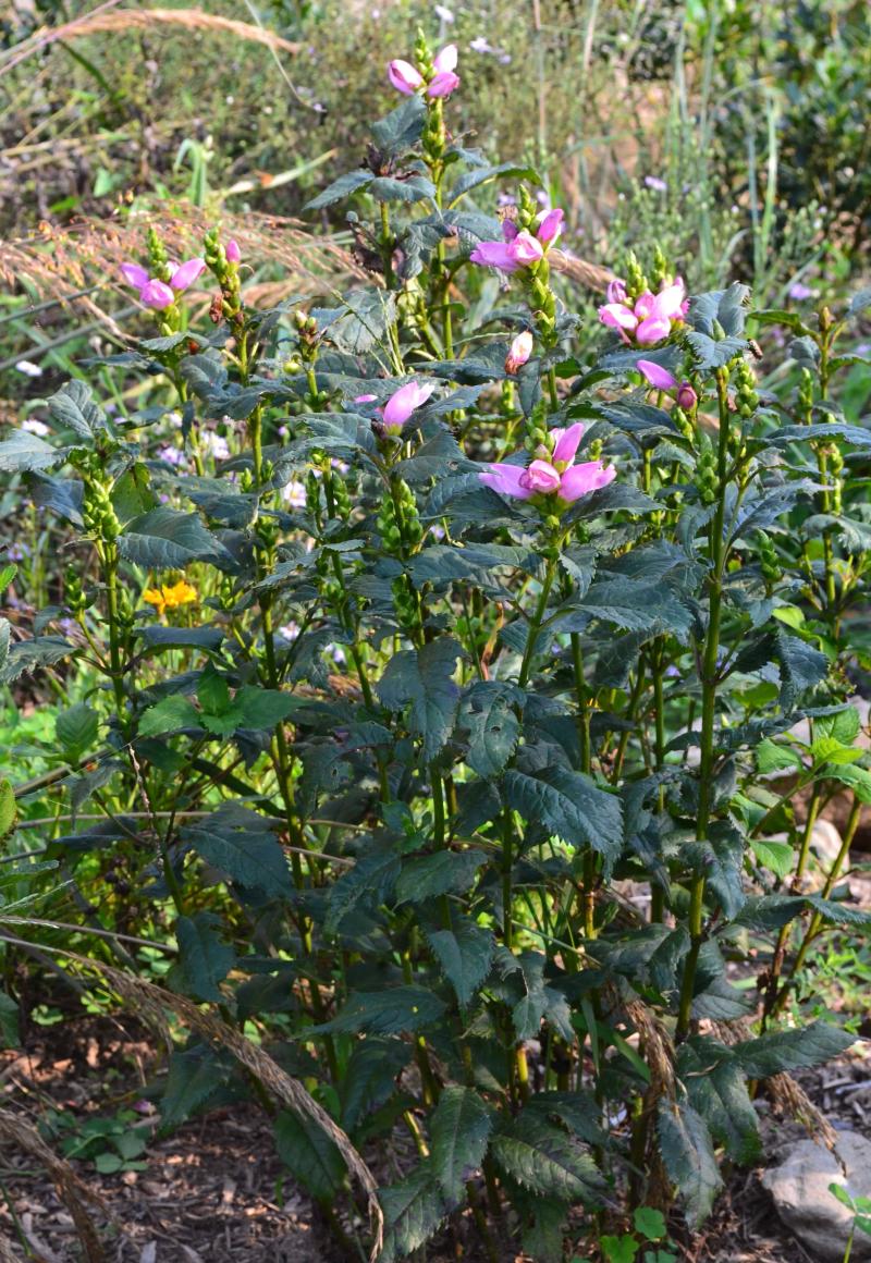 Pink Turtlehead