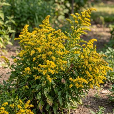 Dwarf Goldenrod 'Golden Fleece' (Solidago sphacelata 'Golden Fleece')