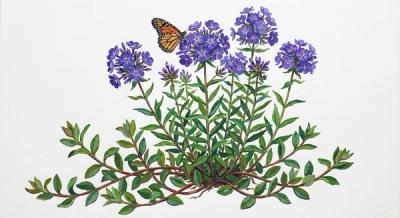 Creeping Phlox 'Sherwood Purple' (Phlox stolonifera 'Sherwood Purple'), colorful illustration