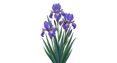 Blue Flag Iris (Iris versicolor), colorful illustration