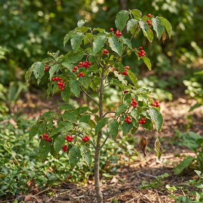 Flowering Dogwood (Cornus florida)