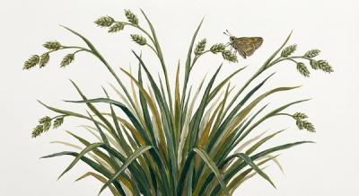 Plains Oval Sedge (Carex brevior), colorful illustration