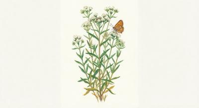 Hyssop-leafed Thoroughwort (Eupatorium hyssopifolium), colorful illustration
