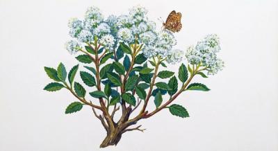 New Jersey Tea (Ceanothus americanus), colorful illustration