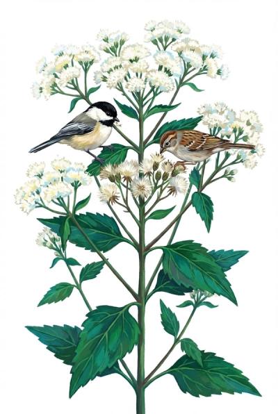 White Snakeroot (Ageratina altissima)