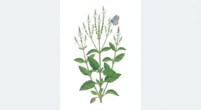 White Vervain (Verbena urticifolia), colorful illustration