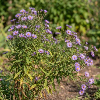 Aromatic Aster (Symphyotrichum oblongifolium)